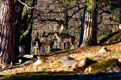 Deer in a forest