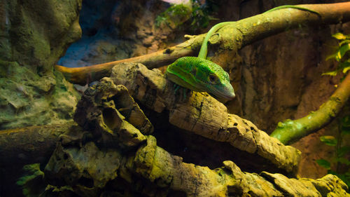 Close-up of lizard on tree branch