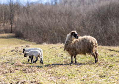 Sheep standing in a field