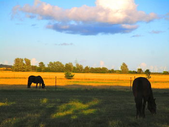 Horse grazing in a field