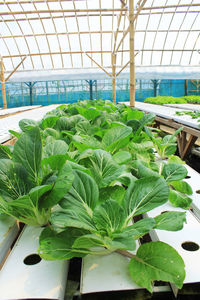 Close-up of plant growing in greenhouse