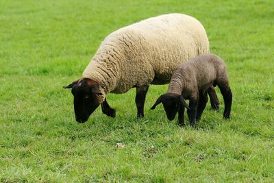 Sheep grazing in a field