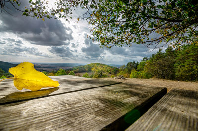 Surface level of yellow leaves on tree against sky