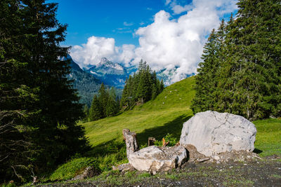 View of a horse on mountain