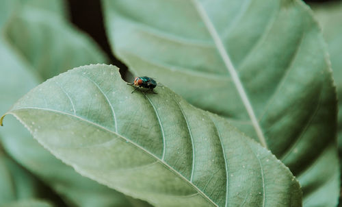 Close-up of insect on leaf