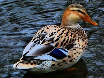 High angle view of mallard duck swimming in lake