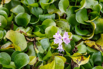 Full frame shot of flowering plants