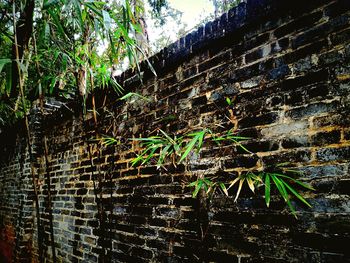 Plant growing on brick wall