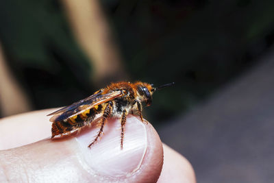 Close-up of insect