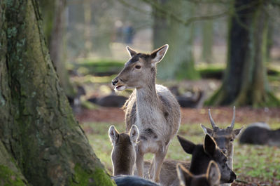 Deer on tree