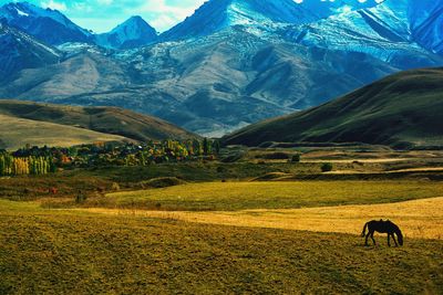 Horses grazing on field