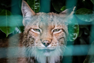 Close-up portrait of a cat