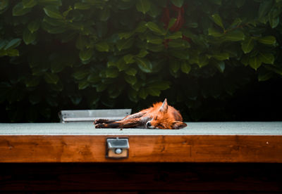 Sleeping urban fox on a summerhouse, shed, hertfordshire