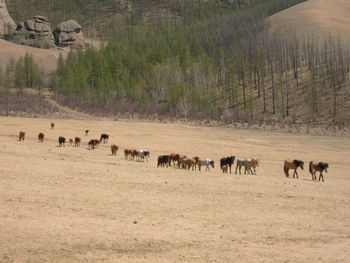 Horses walking on arid landscape during sunny day