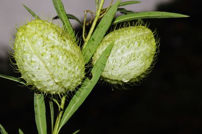 Close-up of fresh green flowering plant against black background