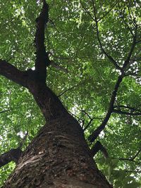 Low angle view of tree trunks in forest