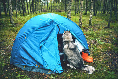 View of tent in forest