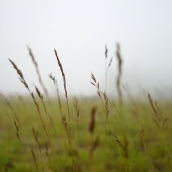 Close-up of plants on field against sky