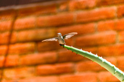 Bird flying