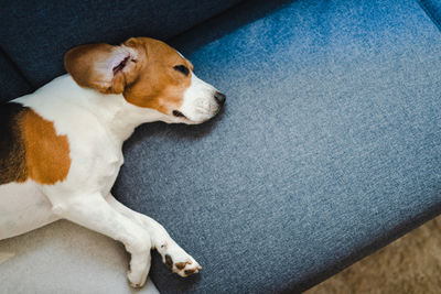 High angle view of dog sitting on sofa