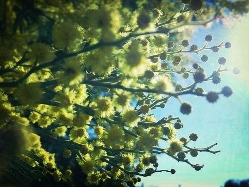 tree, growth, branch, leaf, low angle view, freshness, nature, beauty in nature, flower, sky, fragility, day, close-up, focus on foreground, outdoors, twig, no people, plant, green color, sunlight