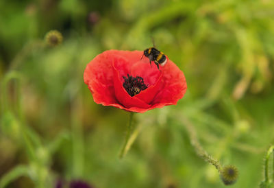 Close-up of insect on red poppy