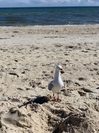 Seagull on beach