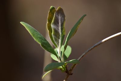 Close-up of plant