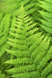 Beautiful long green leaves of lady fern plants in the garden. nature background.