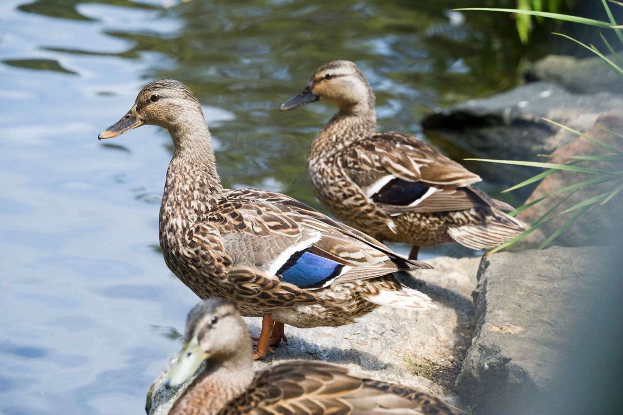 bird, animals in the wild, animal themes, female animal, lake, duck, animal wildlife, water bird, swimming, no people, nature, water, day, outdoors