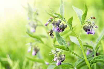 Close-up of bee pollinating on purple flower