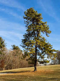 Pine tree standing on a grassy slope with a blue sky on a sunny day.