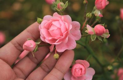 Close-up of hand holding pink flowering plant