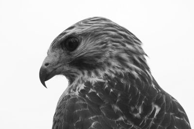 Close-up of eagle against white background