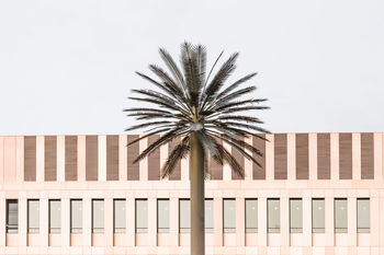 Low angle view of palm tree against clear sky