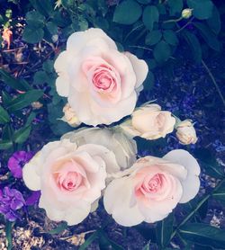 Close-up of rose bouquet