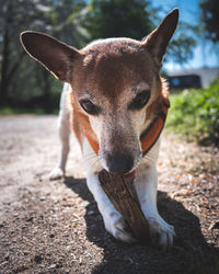 Close-up portrait of a dog