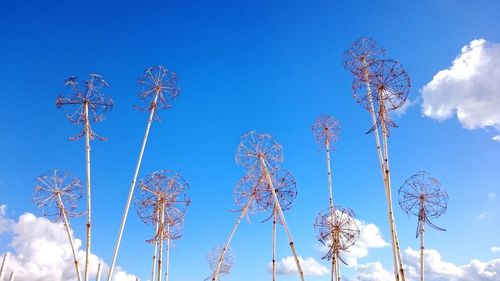 Low angle view of flower against blue sky