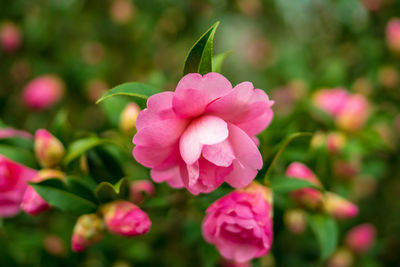 Close-up of pink flowering plant in park