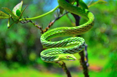 Close-up of green lizard on leaf