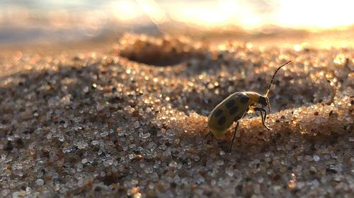 Close-up of insect on sand