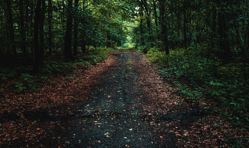 Road amidst trees in forest during autumn