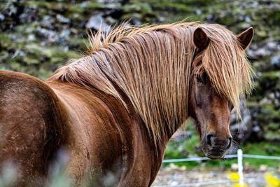 Close-up of horse drinking water