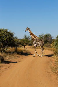 Giraffe standing by tree against clear blue sky