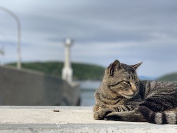 Cat resting on the wall