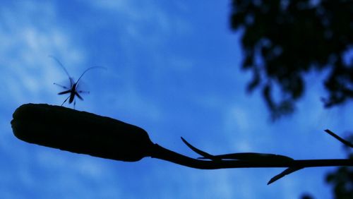 Low angle view of spider web against blue sky