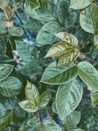 Close-up of fresh green leaves on plant