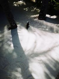 High angle view of horse on snow covered landscape