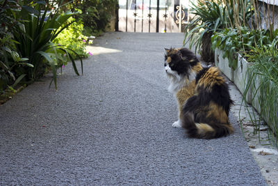 Cat sitting on footpath amidst trees