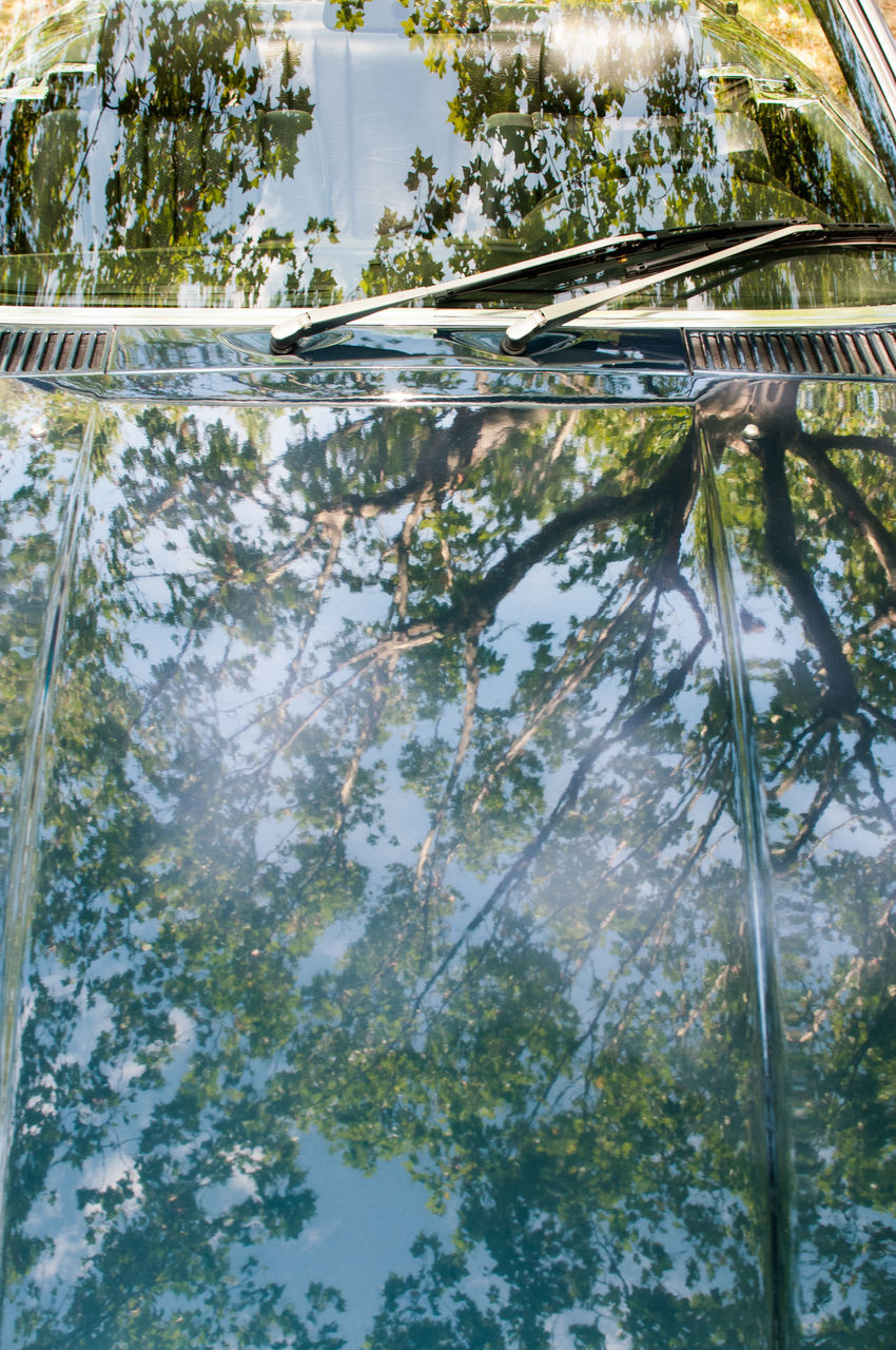 HIGH ANGLE VIEW OF PLANTS AND TREES REFLECTION IN LAKE